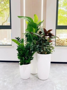 前湾植物租赁，开启绿色生活新体验