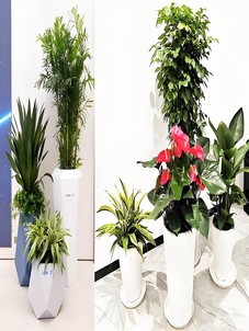 宁波奉化花木租赁服务好